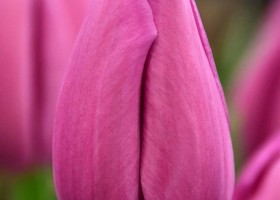 Tulipa Amedea ® (4)